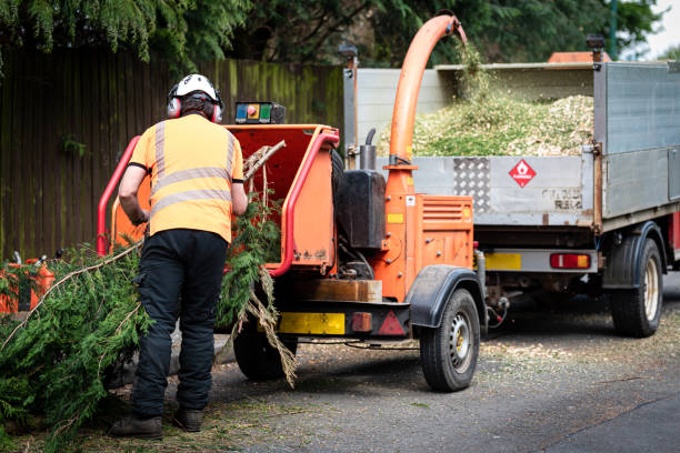 Professional Tree Service in Richgrove, CA